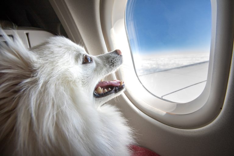 Dog on a private jet