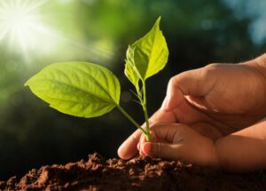Magellan Jets Goes Green with terrapass Carbon Offsetting Collaboration