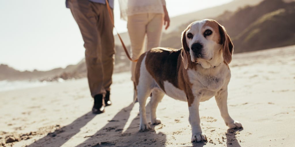 10 Things You Need to Know About Flying with Pets