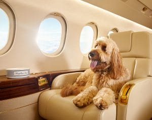 Fly private with your dog, dogs and private jets