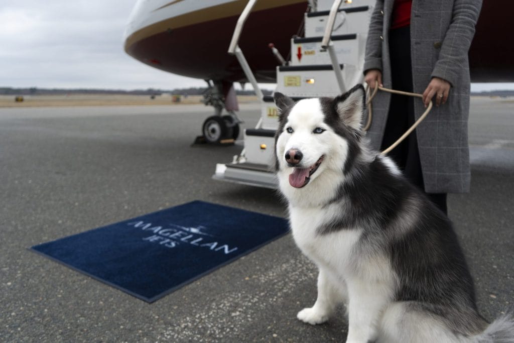 private jet charter with dogs