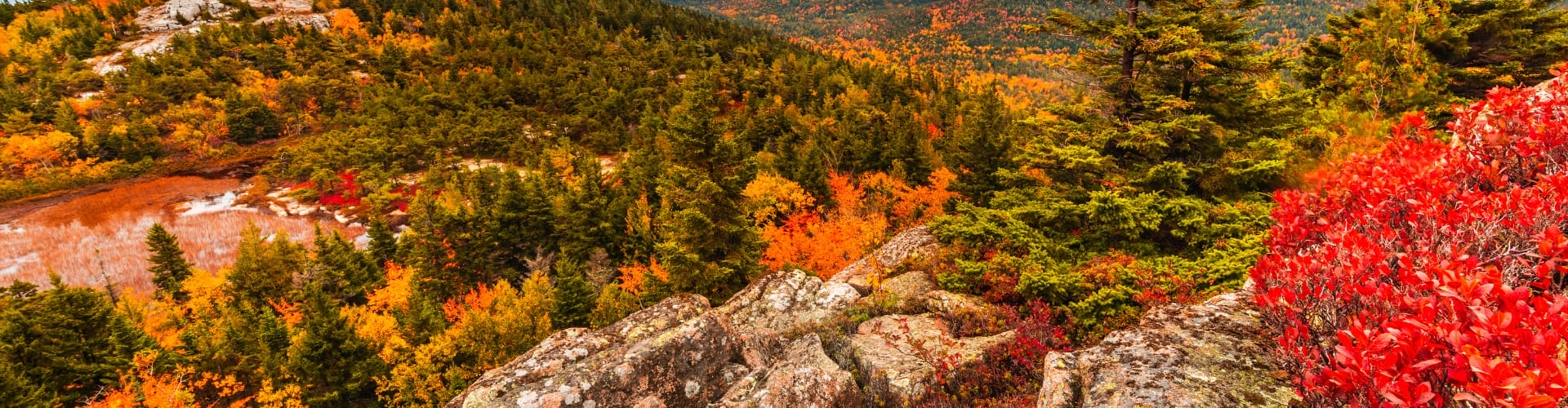 Fall foliage