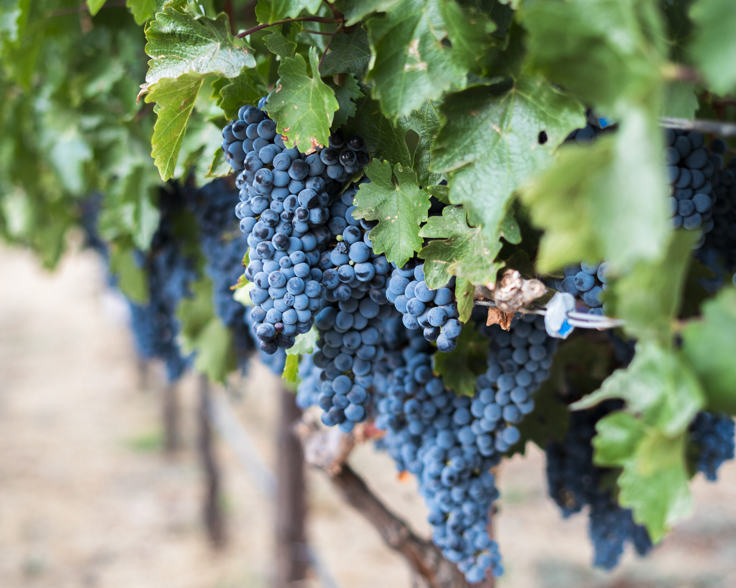 napa valley charter