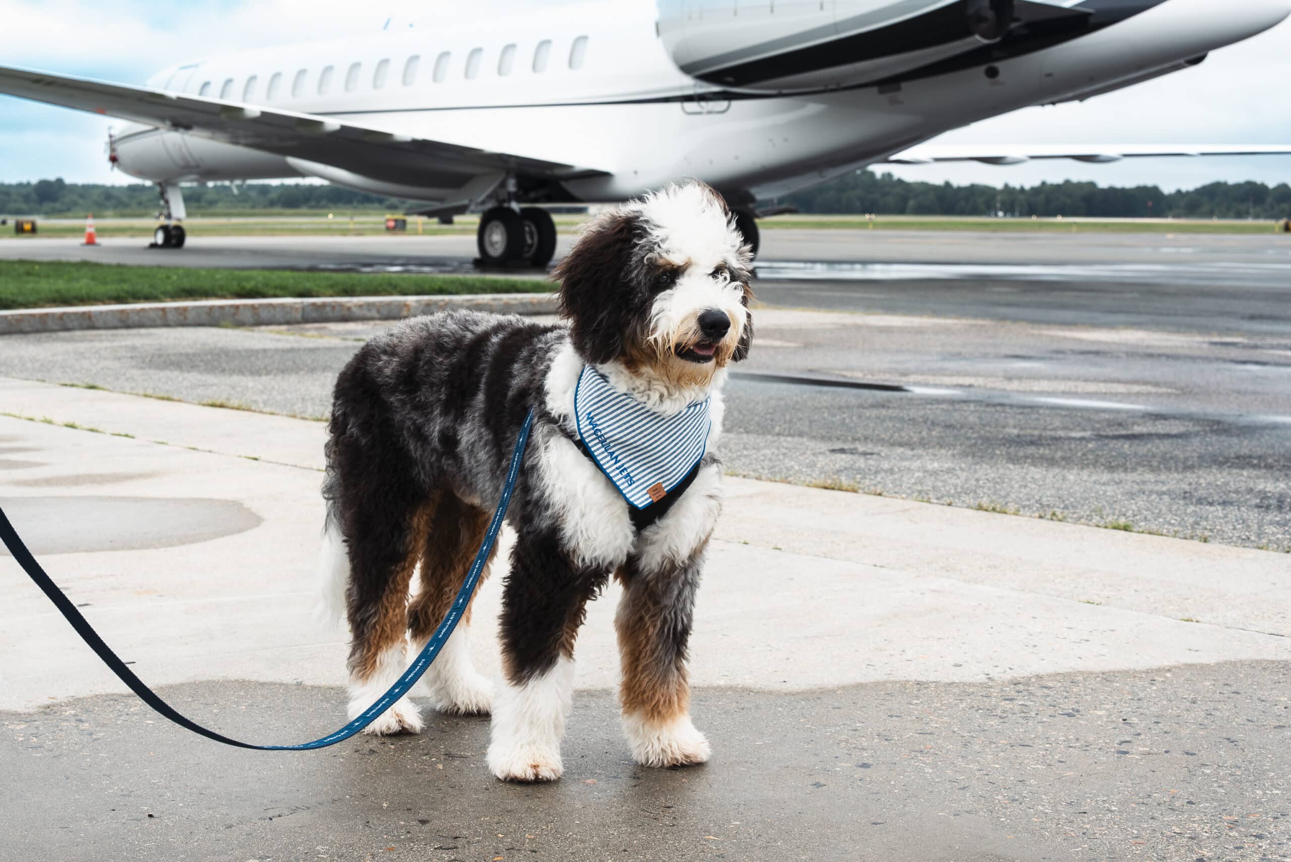 fly private with dog