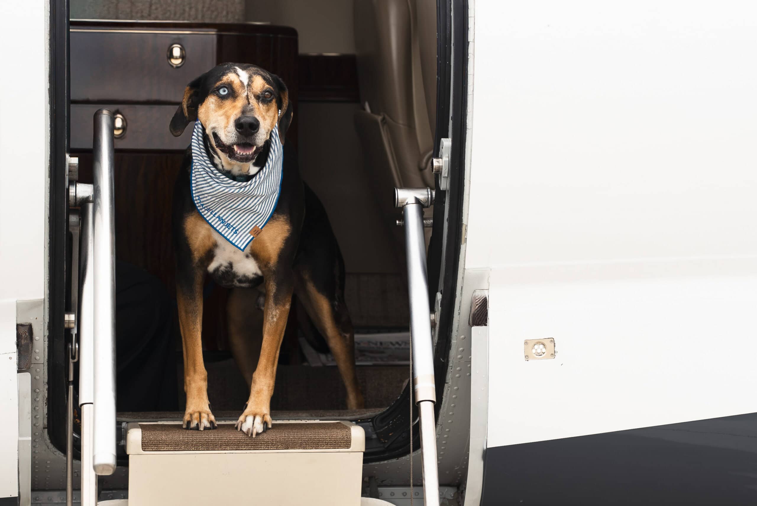 private dog charter