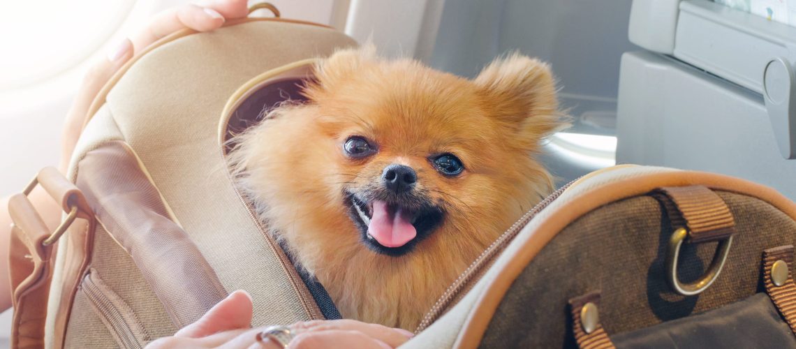 flying with pets aboard a plane with pomaranian spitz in a travel bag
